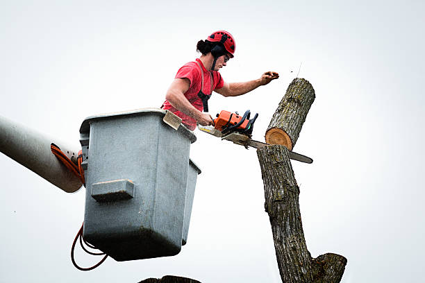 How Our Tree Care Process Works  in  Billington Heights, NY